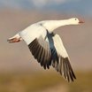 Snow Goose